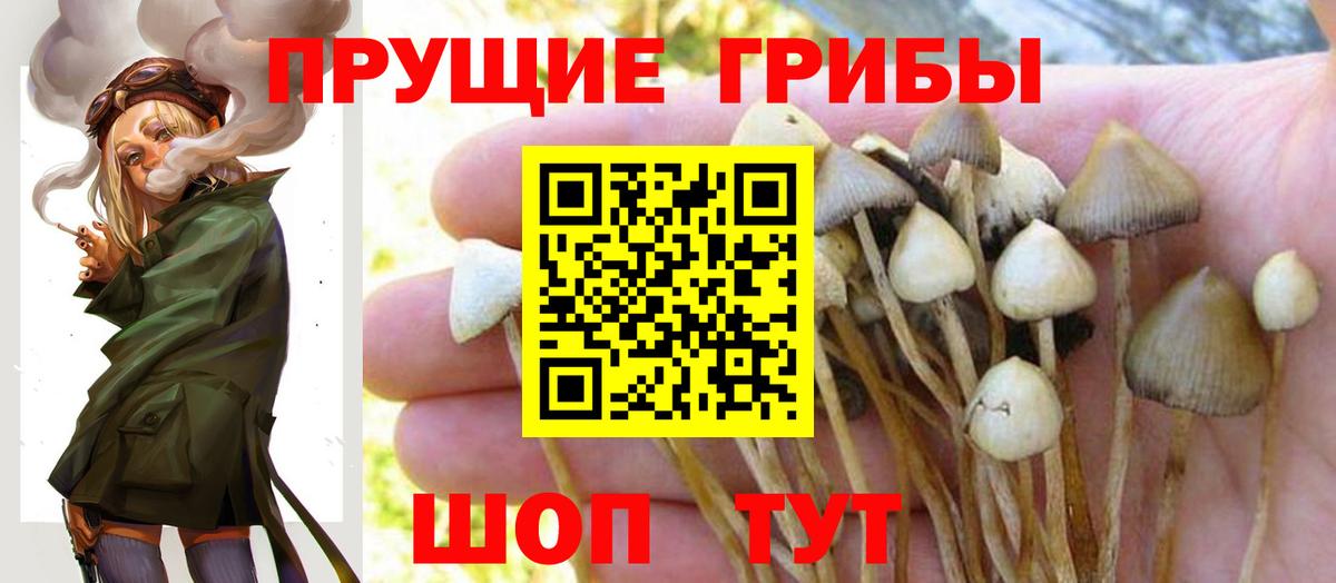 Кириши  Галлюциногенные грибы прущие грибы  Псилоцибиновые грибы MAGIC MUSHROOMS  Вход с VPN 